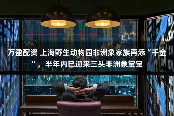 万盈配资 上海野生动物园非洲象家族再添“千金”，半年内已迎来三头非洲象宝宝